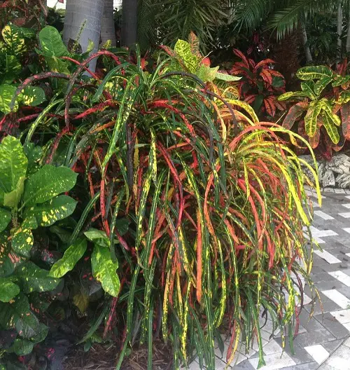 top Tall Croton Varieties for Indoor Statements 2 