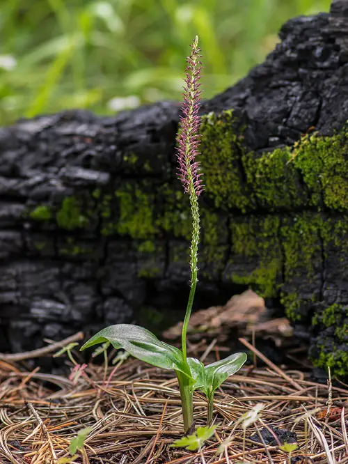 top Uses of Gorgeous Edible Orchids