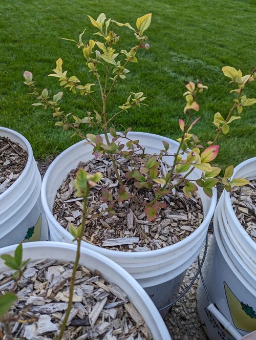 Mulch Your Blueberries