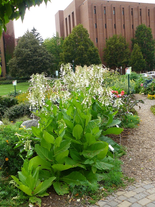 Short-Lived Perennials in garden