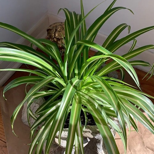 fertilization for Make Your Spider Plant Look Shinier and Brighter