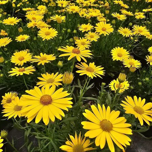 black eyed susan lookalike flowers 3