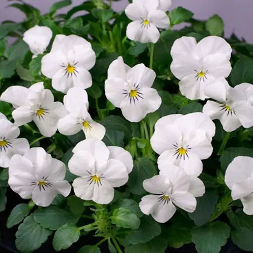 Pansy Varieties for garden