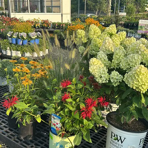 Pot Garden Landscaping