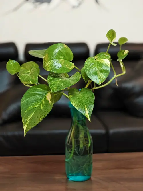Pothos in water DIY projects 6