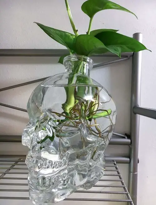 Decorative Pothos water arrangements 4