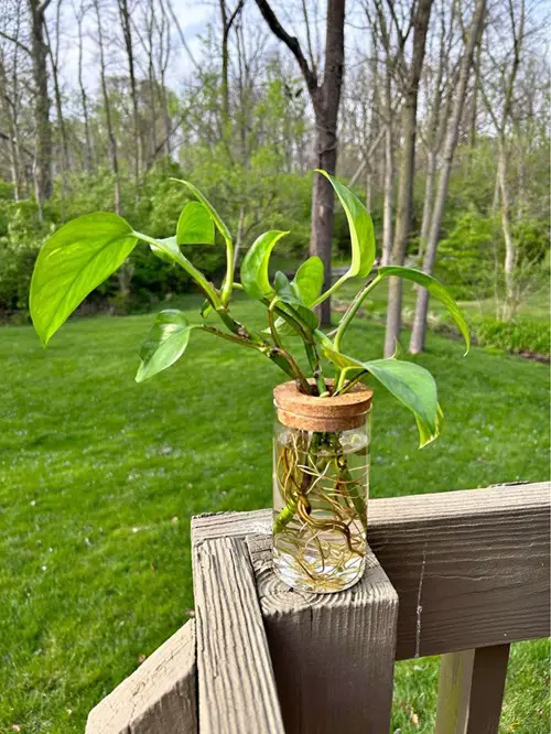 Pothos in water DIY projects 4