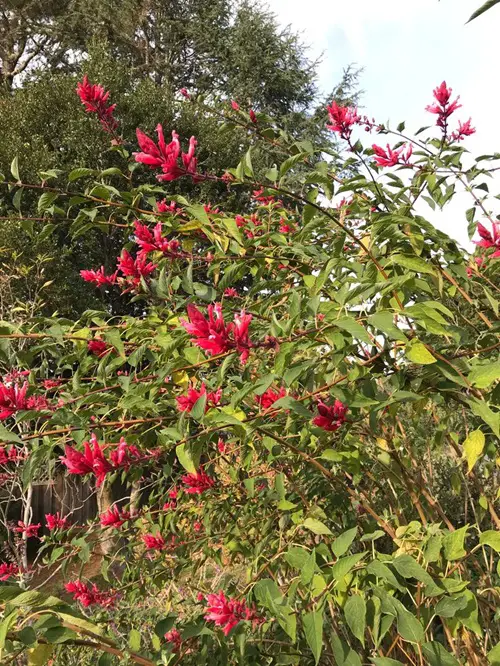 Fall-to-Winter blooming flowers