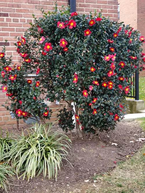 Flowers that bloom from Fall to Winter