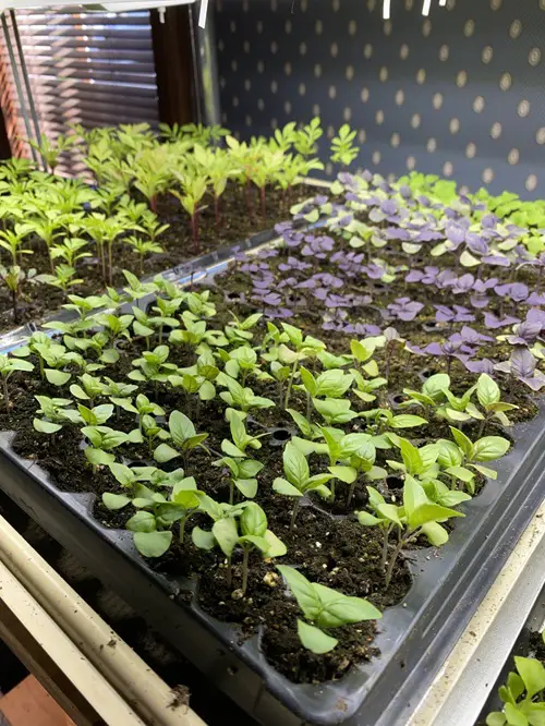 Seeds germenation when you are broke