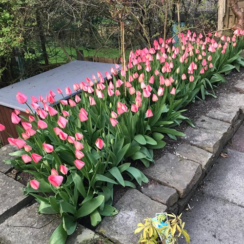 Amazing Short-Lived Perennials