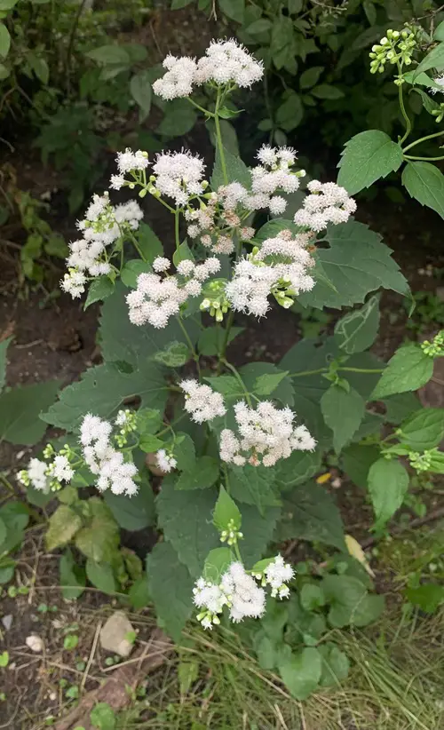 Amazing Flowers so deadly they can even kill humans