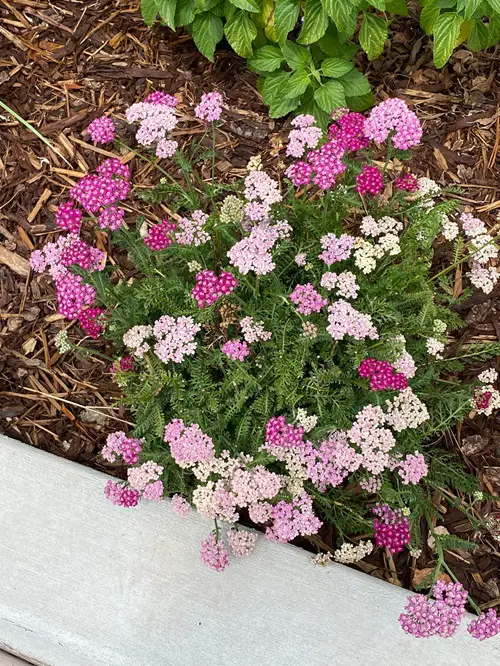  Attractive Weeds for Pollinators