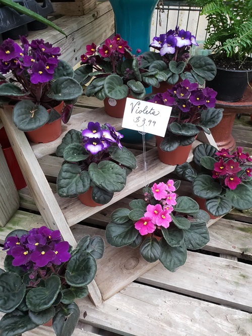 Can African Violets Grow Outside