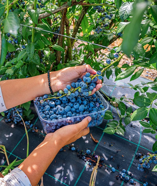 Tricks to Double Up Your Blueberry Harvest