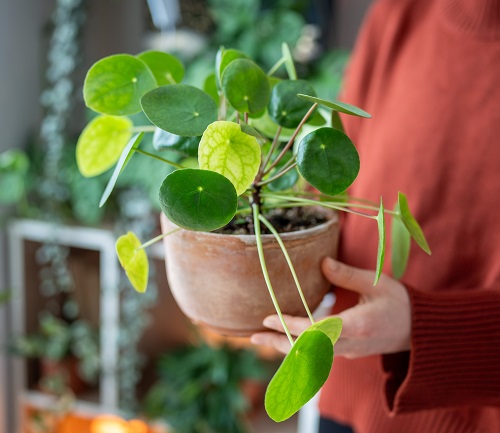 pinching chinese money plant for new growth