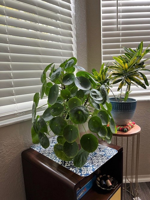 chinese money plant near window with other houseplants 