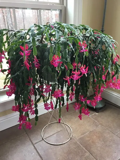 Tricks To Force Your Christmas Cactus To Bloom Early