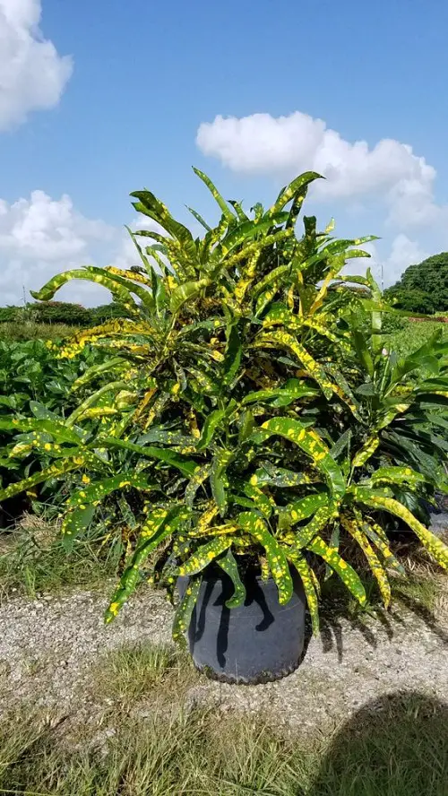 top Tall Croton Varieties for Indoor Statements