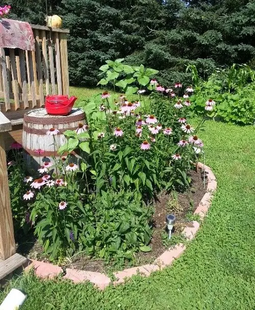 coneflowers in garden patch