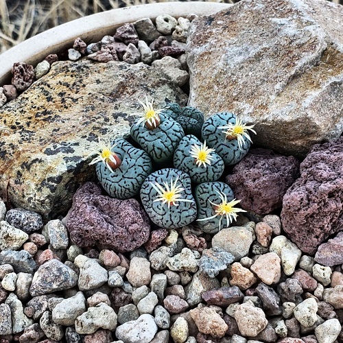 Conophytum Wittebergense eye lookalike succulent care