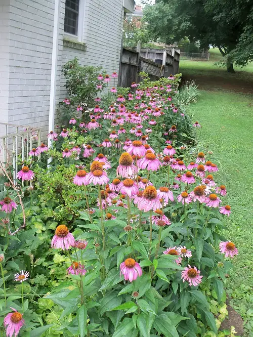 coneflowers against the house wall