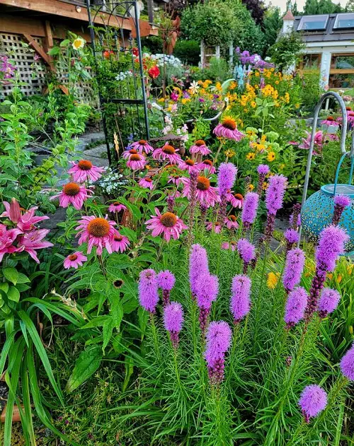 coneflowers and pollinators in garden