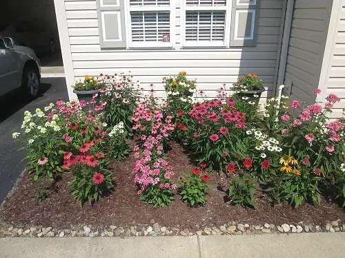 best coneflower garden landscaping 1