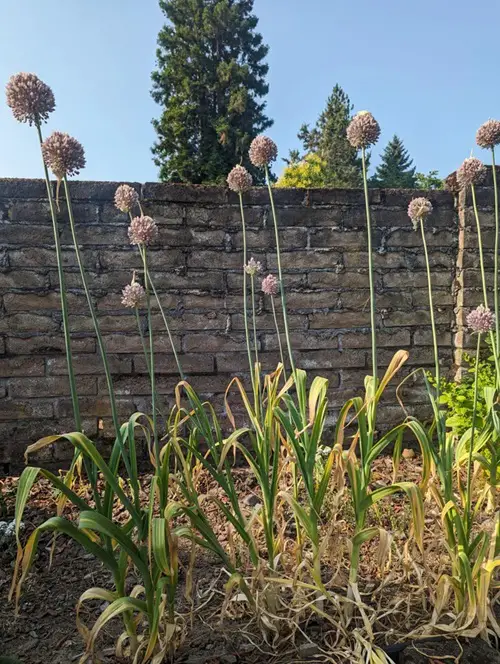 What to do if your Garlic Flowers