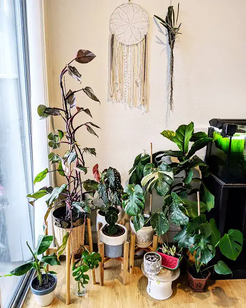 Potted Plants Bathing in Sunlight