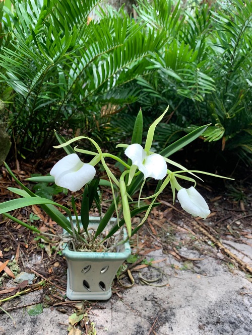 Fragrant lady of the night orchid in pot