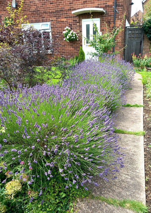 lovely Perennials You Should Prune In Fall