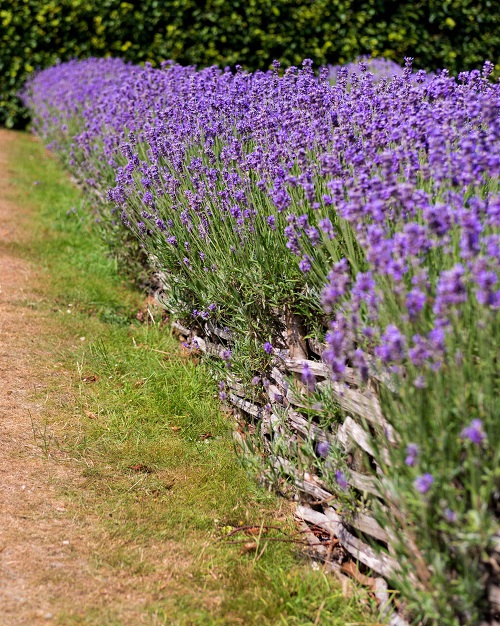 This is Why Everyone Should Plant a Lavender Hedge in Garden