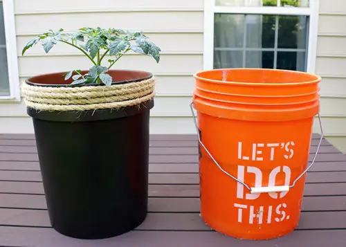 Gardening Ideas to Follow when you are Penniless and Broke