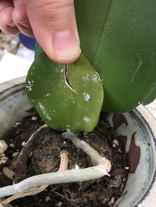 mealybugs on orchid plant leaves