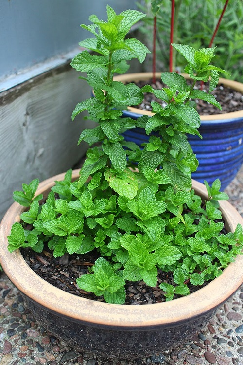 Grow Mint In Garden 2