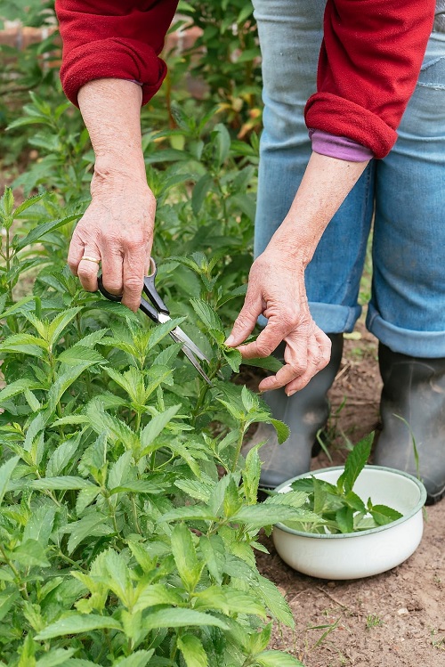 Beautiful Grow Mint In Garden 3