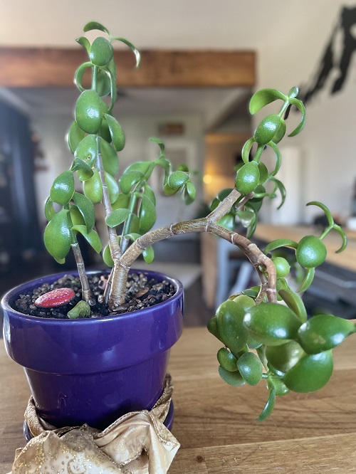 Ways You Are Killing Your Jade Plant