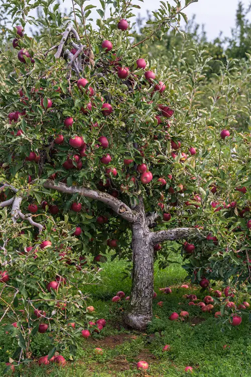 top Best Apple Tree Varieties to Grow in Texas