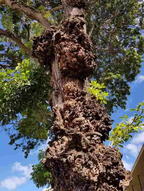 can plants get cancer 