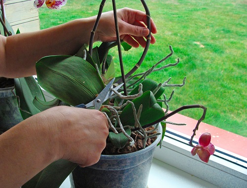 what to do with orchids after they bloom 5