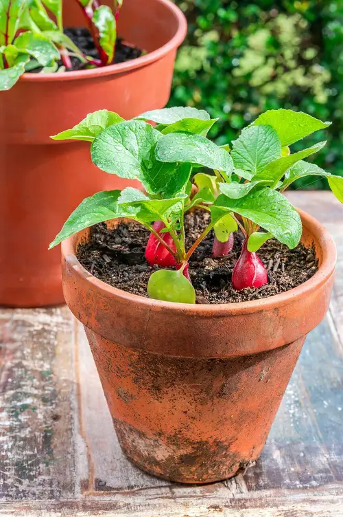 growing raddish in pot