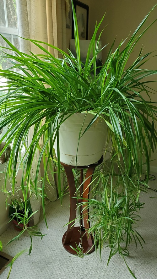 How to Make Your Spider Plant Look Shinier and Brighter