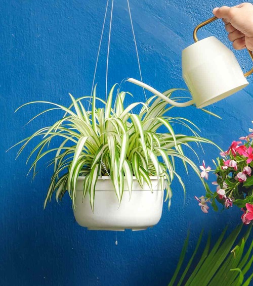 Make Your Spider Plant Look Shinier