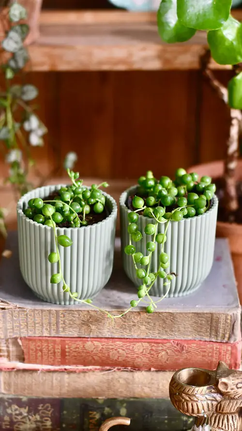string of pearls on table centerpiece