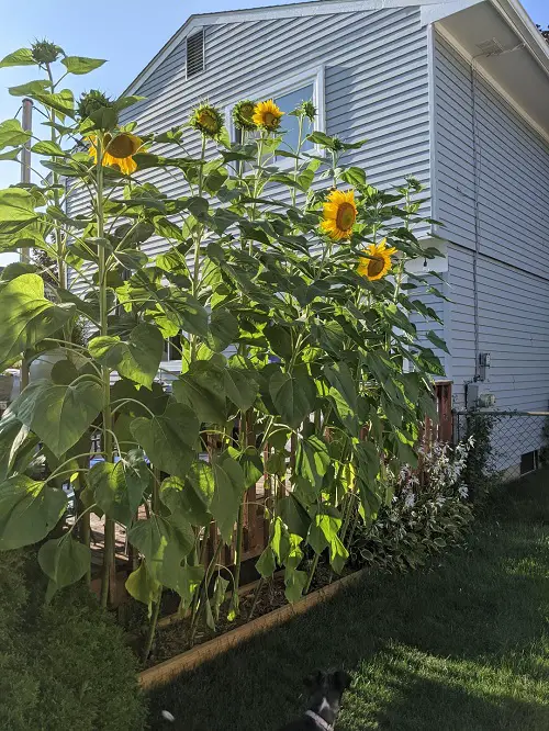 Sunflowers Soaking Sun
