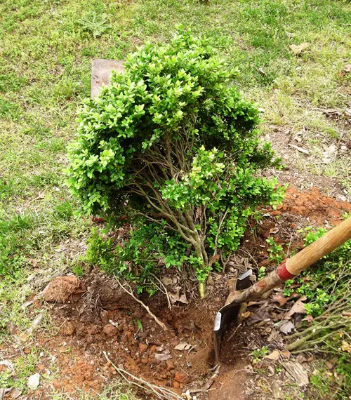 Bye Bye Boxwood