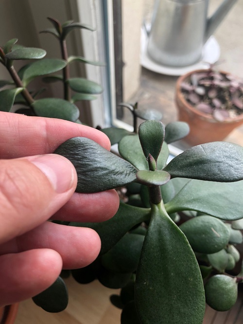 You Are Killing Your Jade Plant