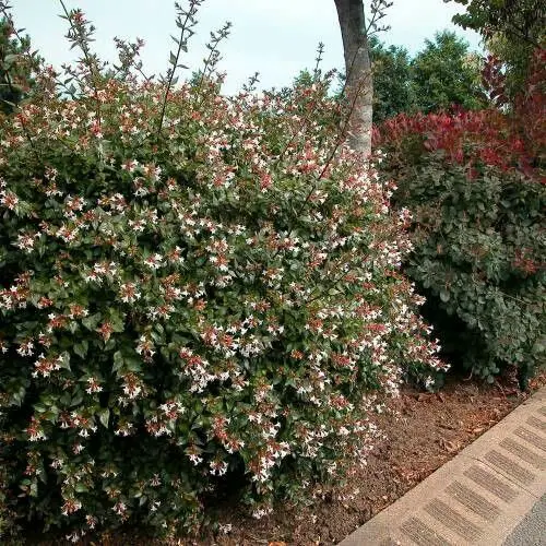 best alternatives of boxwood shrub 4