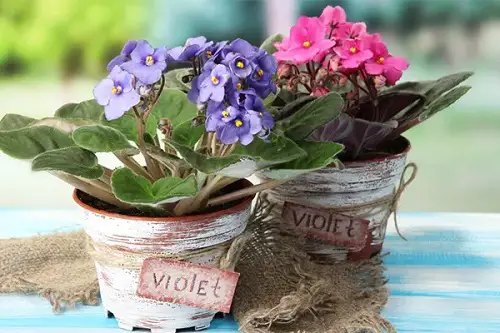 Diy vintage pots for african violets